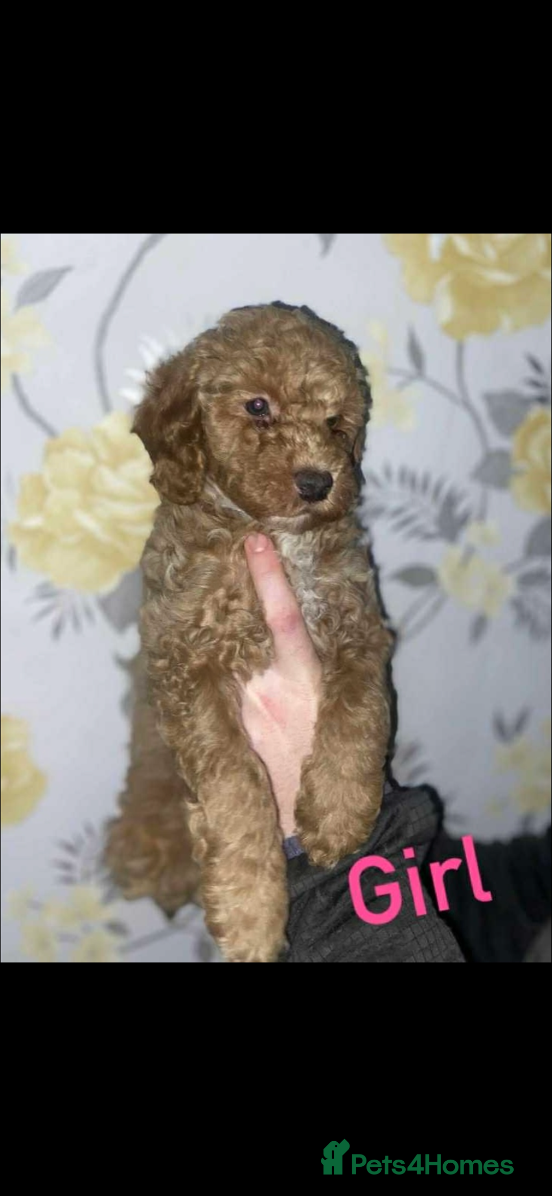 Miniature Poodle dogs for sale: Miniature poodles  - Image 2