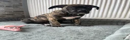Mixed Breed dogs for sale: 1 reverse brindle mixed mastiff boy  - Advert 2
