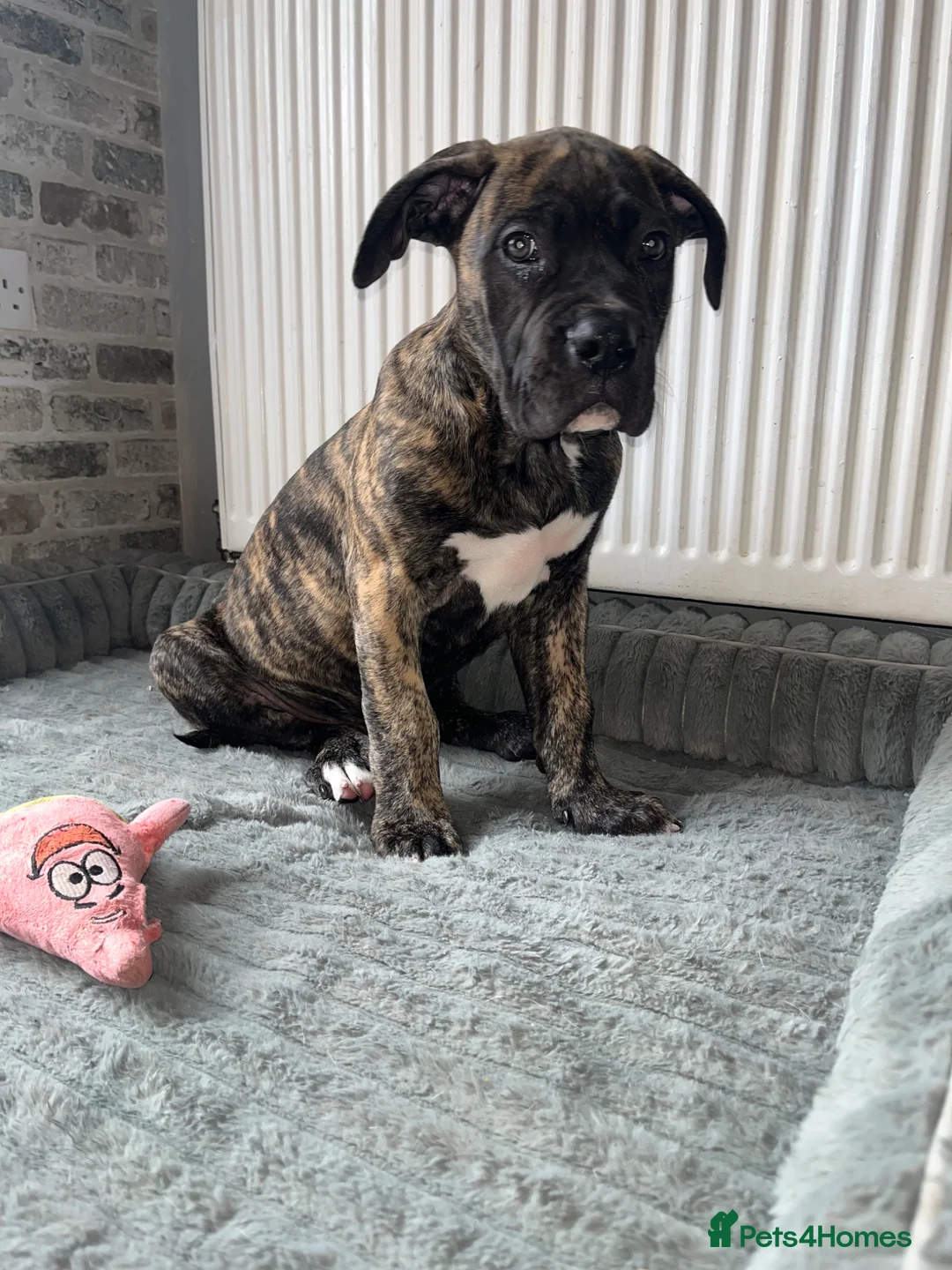 Mixed Breed dogs for sale: 1 reverse brindle mixed mastiff boy  - Advert 2