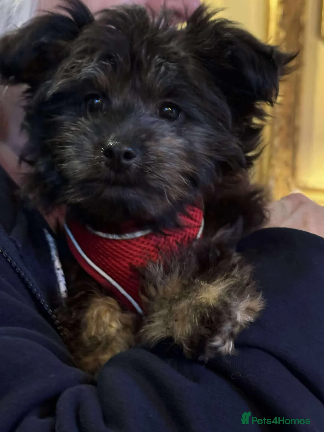 Mixed Breed dogs for adoption: Usopp - Hingham Norfolk  - Advert 2