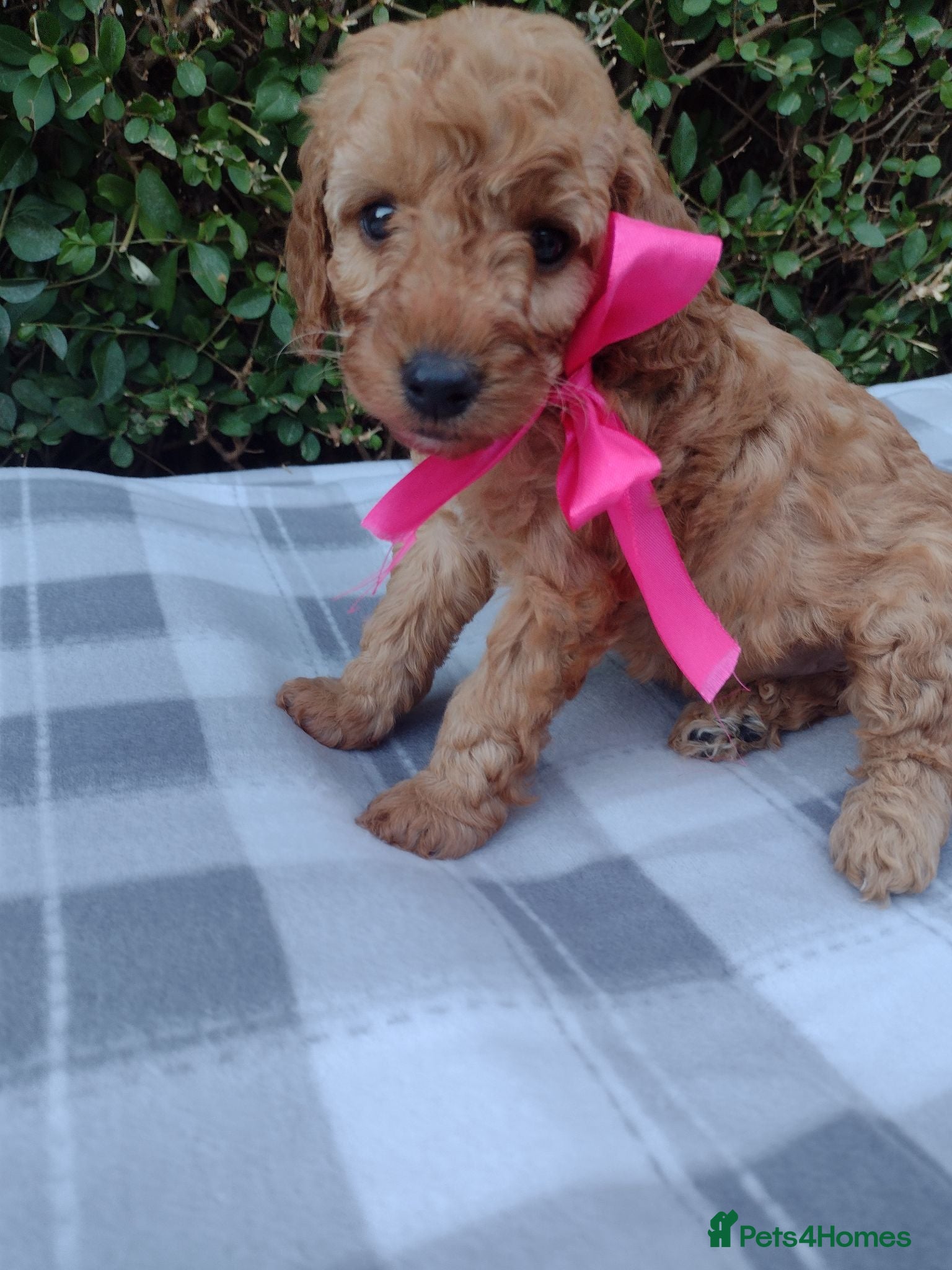 Cockapoo dogs Beautiful cockapoo puppies  - Advert 2