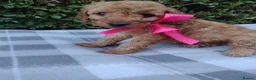Cockapoo dogs for sale: Beautiful cockapoo puppies  - Advert 5