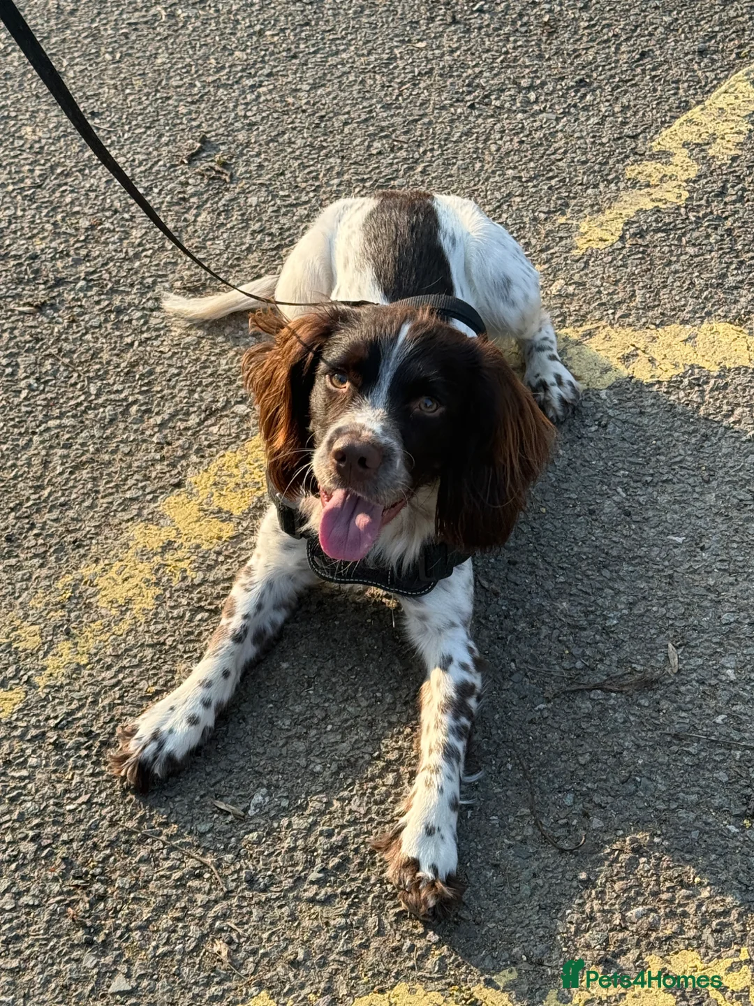 English Springer Spaniel dogs for stud: KC registered English Springer spaniel for stud - Advert 2