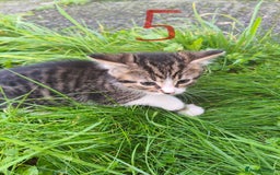 Domestic Shorthair cats for sale: Adorable Kittens Looking for Loving Homes 🐾 - Image 14