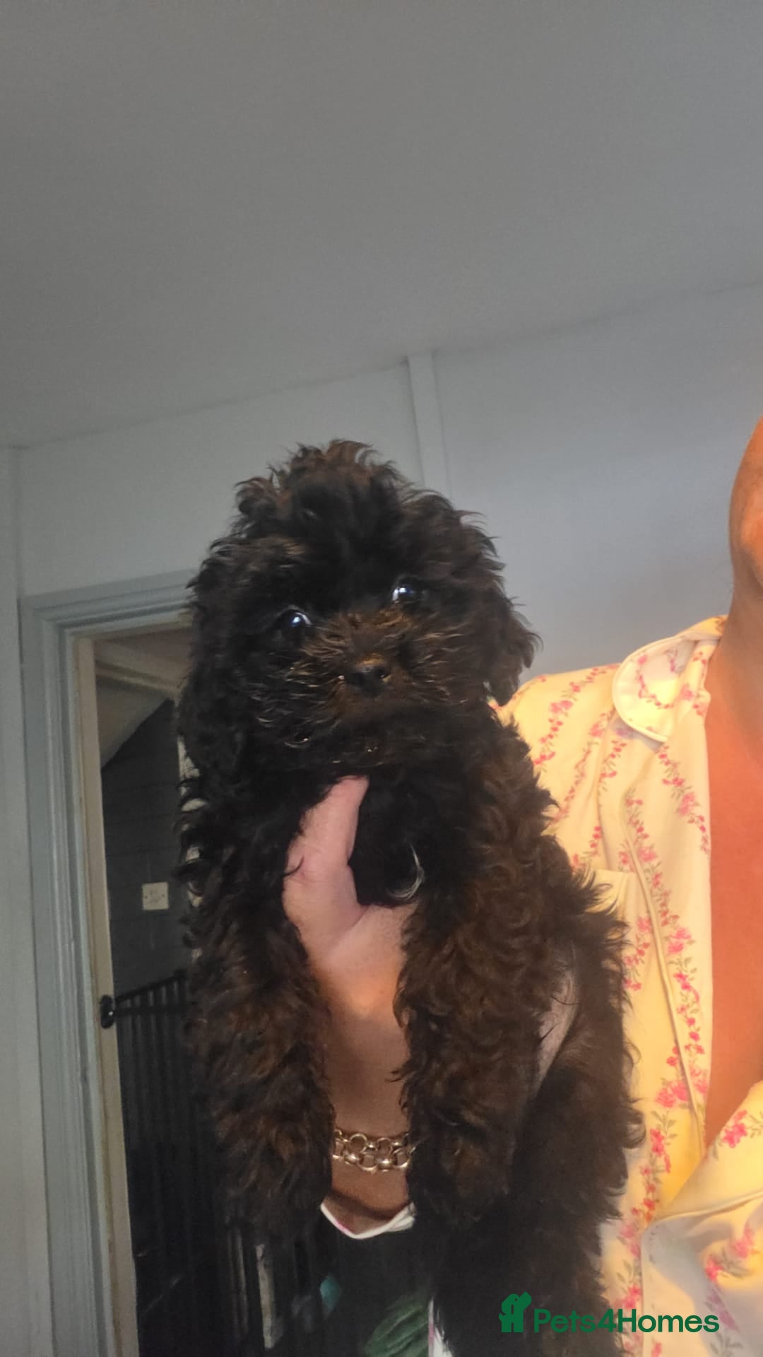 Shihpoo dogs Stunning shihpoo pups 3 boys available - Advert 13