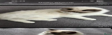 Ragdoll 1