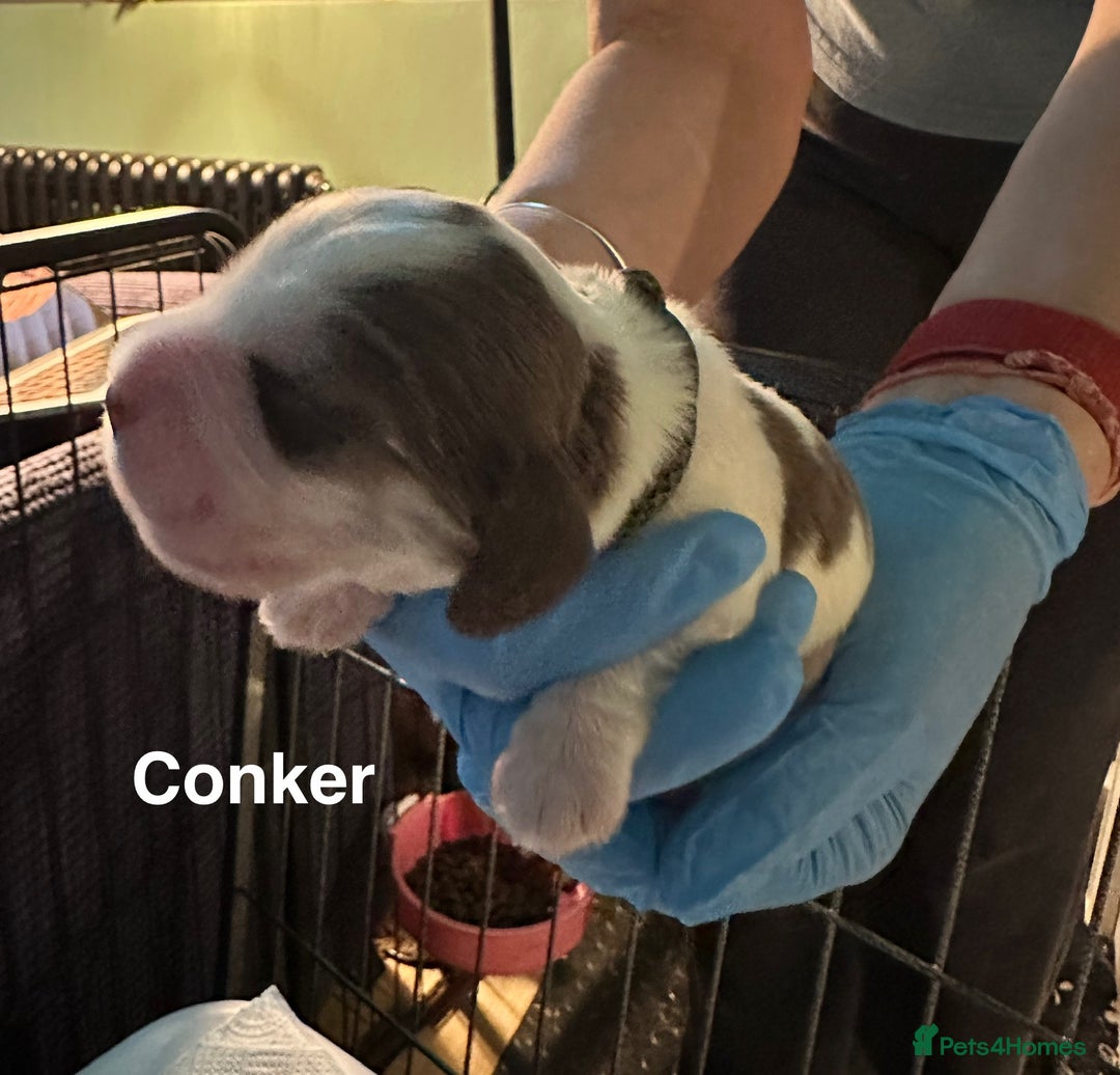 Cocker Spaniel dogs for sale: KC Sable Show Cocker Spaniels  - Image 10