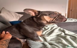 French Bulldog dogs for sale: Male French bulldog - Image 4