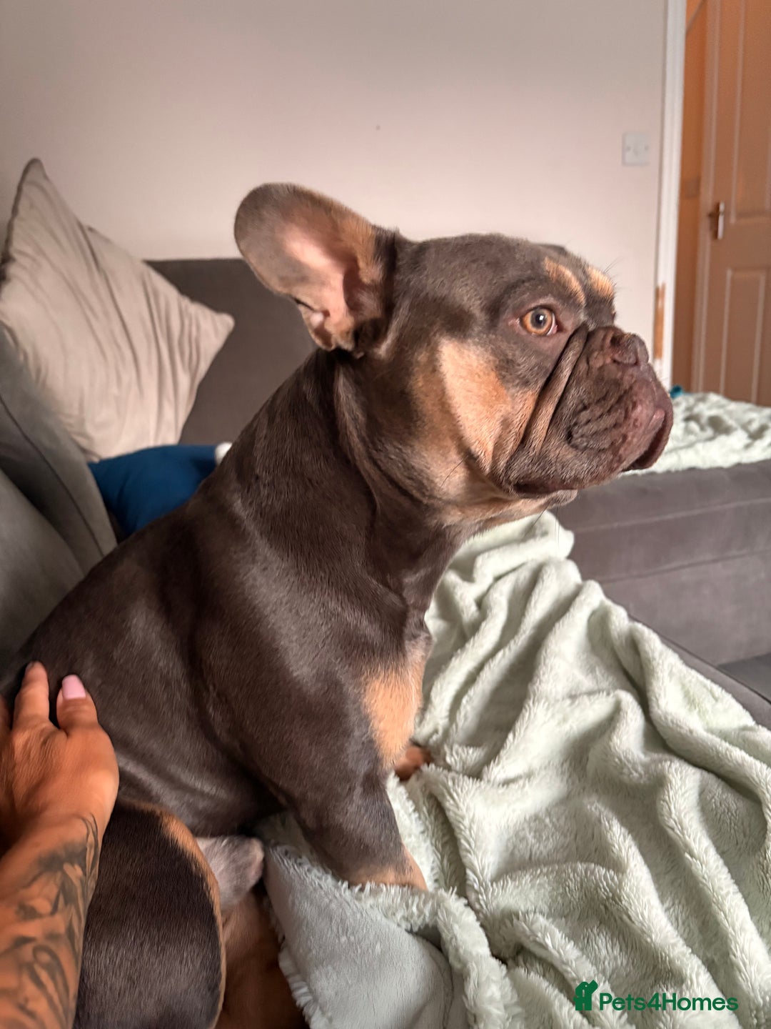 French Bulldog dogs for sale: Male French bulldog - Image 4