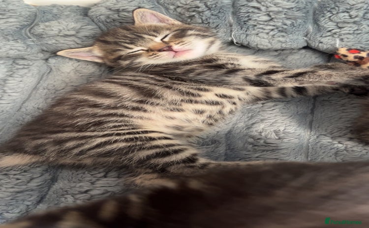 Mixed Breed cats - Advert 11