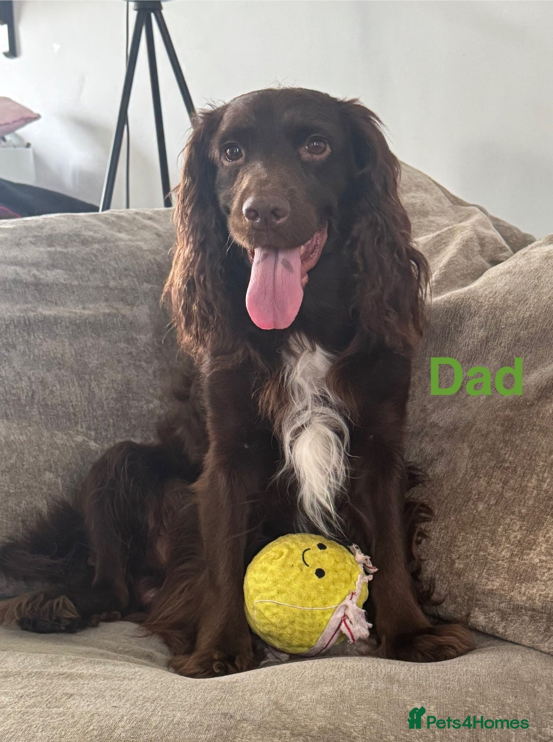 Cocker Spaniel dogs for sale: Beautiful cocker spaniel puppies - Image 8