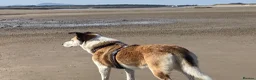 Mixed Breed dogs for adoption: 🐾 ROMA ❤️ SPECIAL GIRL SEEKS SPECIAL HOME 🏡 - Advert 5