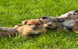 Jack Russell dogs for sale: Beautiful Mini Jack Russell Puppies  - Image 31