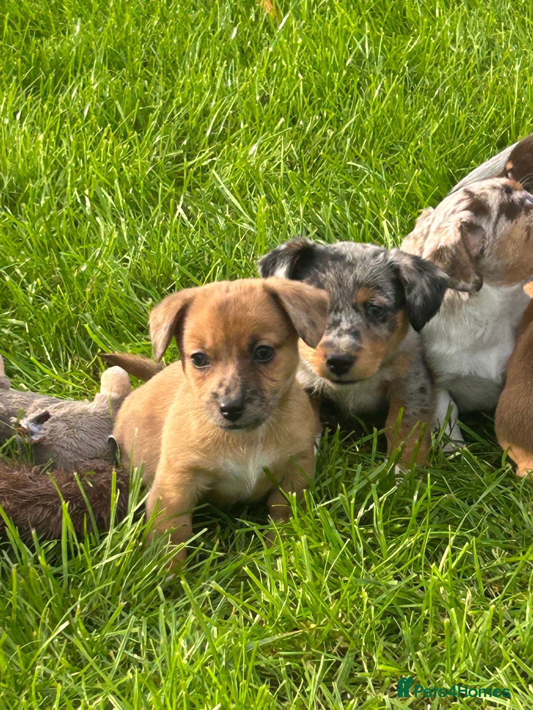 Jack Russell dogs for sale: Beautiful Mini Jack Russell Puppies  - Image 31