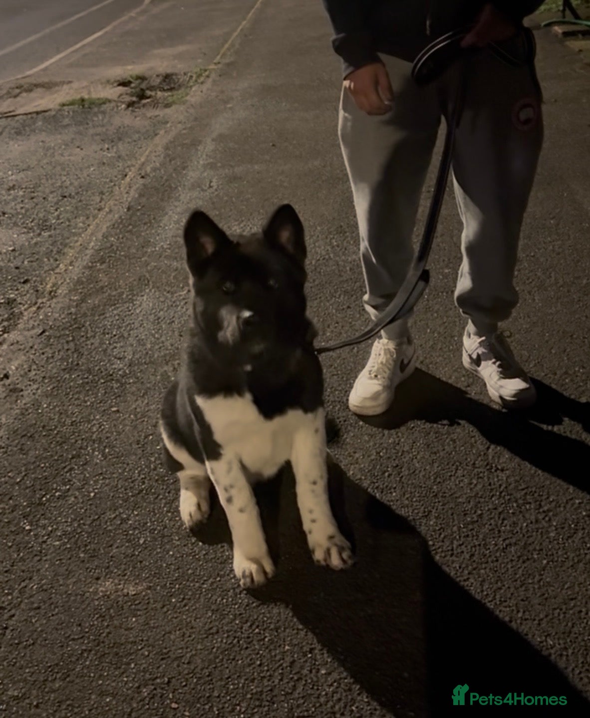 Akita dogs Kobi 8 months - Advert 4