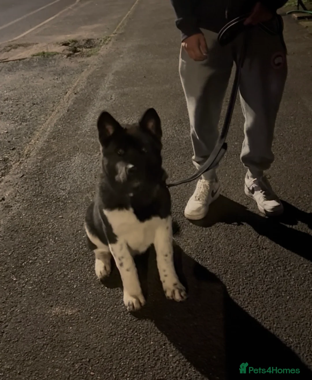 Akita dogs for sale: Kobi 8 months in Slough - Advert 1