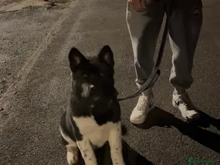 Akita dogs Kobi 8 months - Advert 9