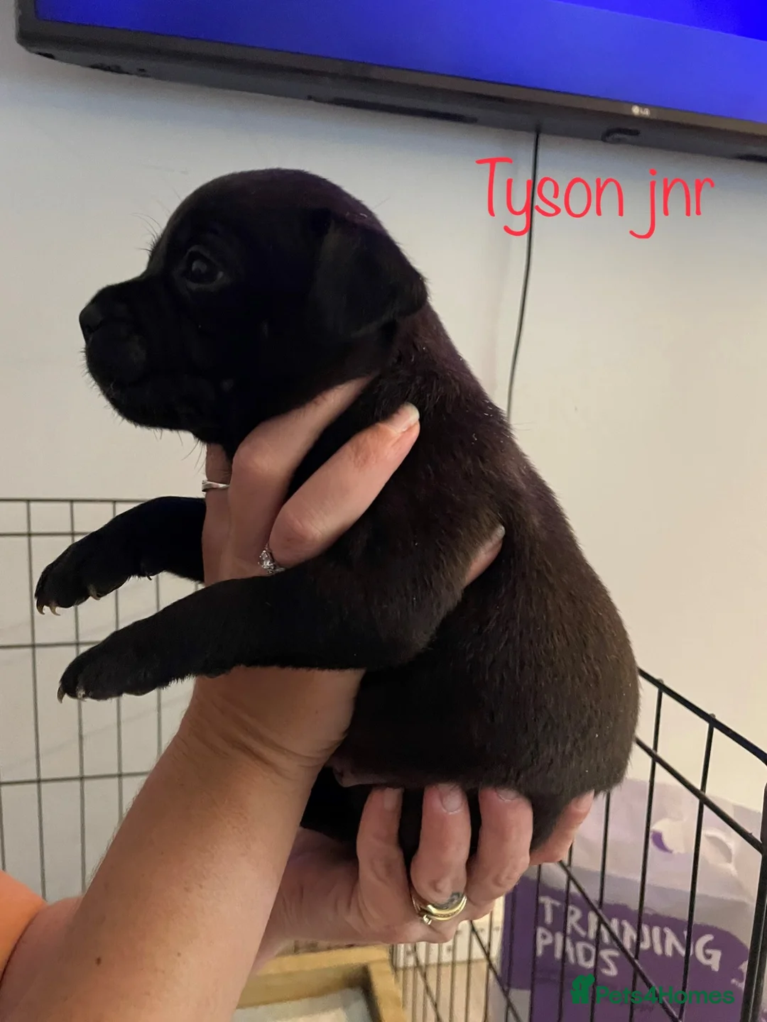 Staffordshire Bull Terrier dogs for sale: Staffordshire Bull Terrier Pups - Advert 2