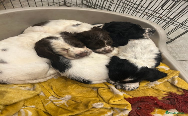 Sprocker dogs - Advert 11