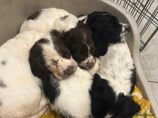 Sprocker dogs - Advert 9