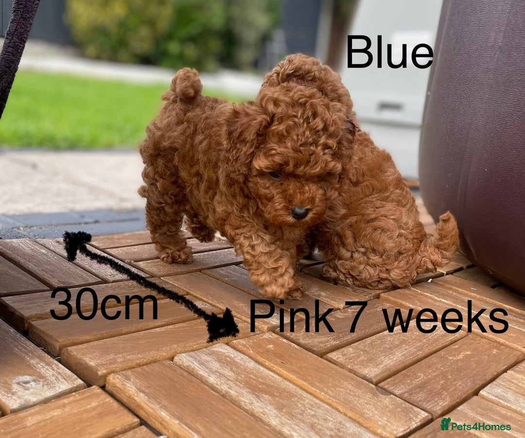 Toy Poodle dogs for sale: Asian Toy Poodle Puppies  - Image 28