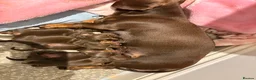 Miniature Dachshund dogs for sale:  Chocolate and tanned miniature dachshund puppies. - Advert 2
