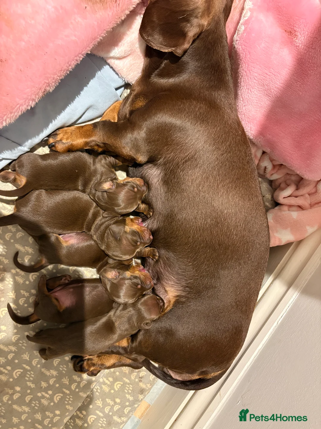 Miniature Dachshund dogs for sale:  Chocolate and tanned miniature dachshund puppies. - Advert 2