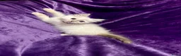 Ragdoll cats for sale: Beautiful GCCF Ragdoll Kittens  - Advert 14