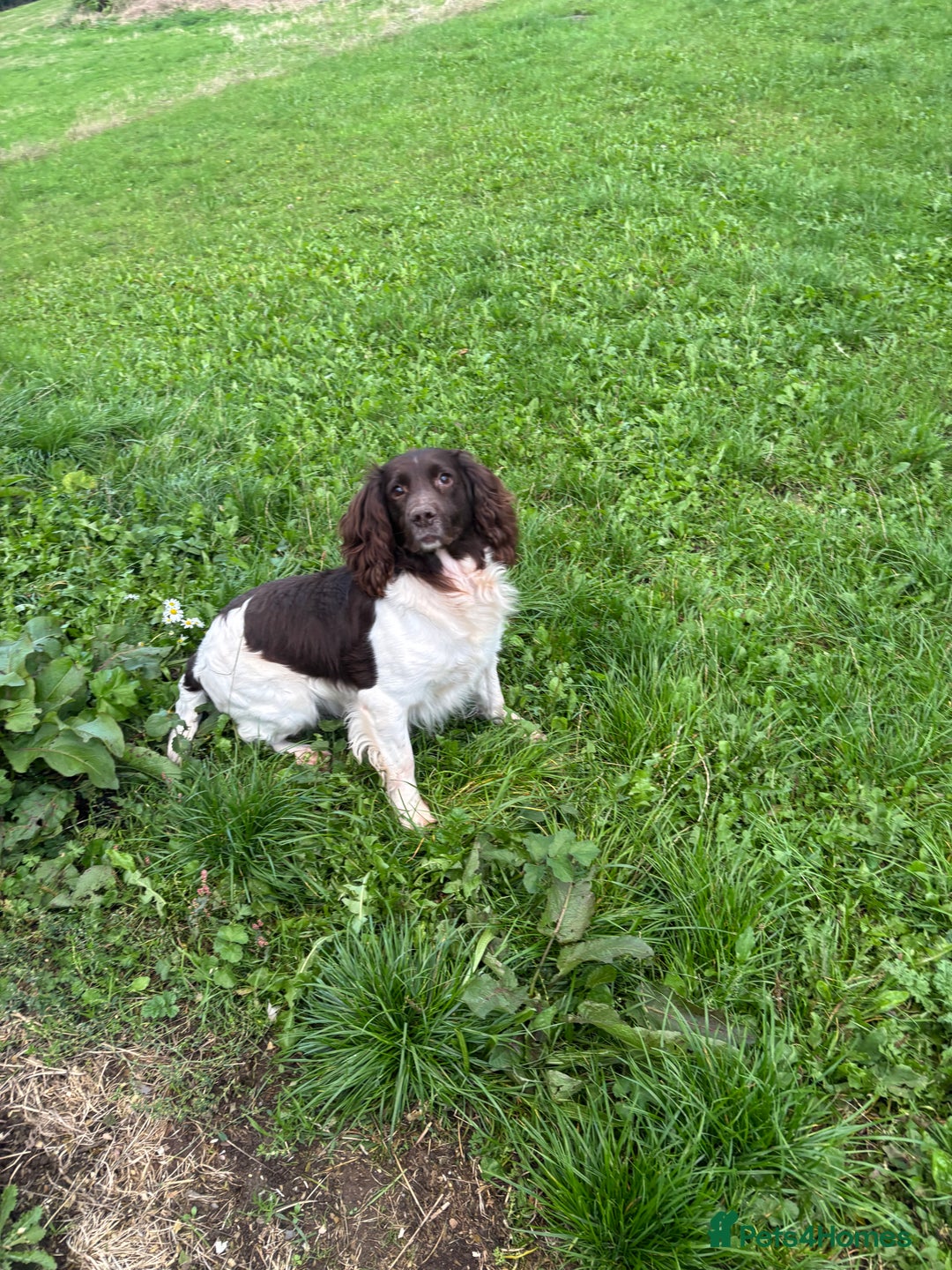 English Springer Spaniel dogs for sale: English springer spaniel - Image 6