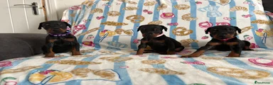 Dobermann Puppy 1
