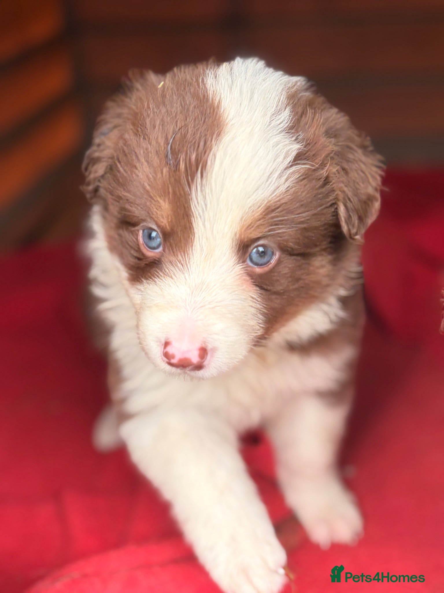 Border Collie dogs BEAUTIFUL BC PUPS, HEALTH TESTED CLEAR PARENTS  - Advert 1
