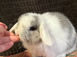 Mini Lop rabbits Gorgeous mini lop & lion lop babies - Advert 1