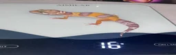 Leopard Gecko reptiles for sale: Baby leopard geckos in Leighton Buzzard - Advert 5