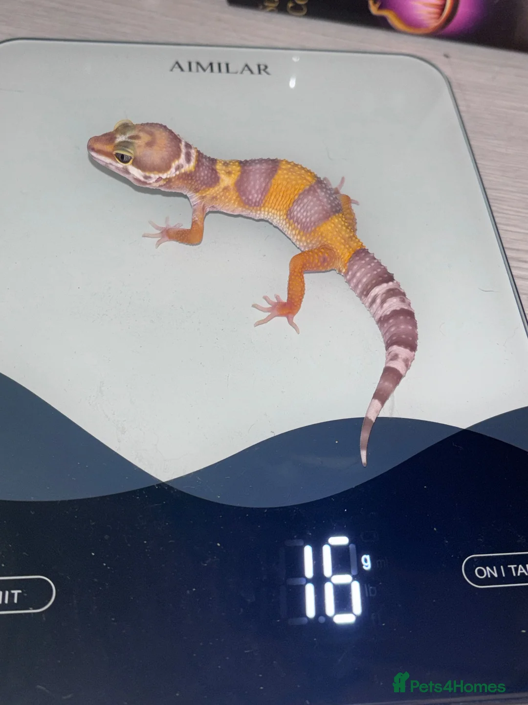 Leopard Gecko reptiles for sale: Baby leopard geckos in Leighton Buzzard - Advert 5