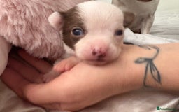 Chihuahua dogs for sale: 💕Stunning chihuahua pups 💕 - Image 25