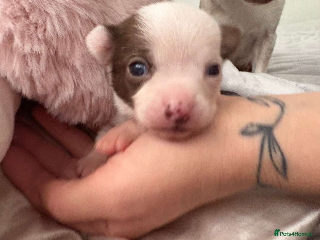 Chihuahua dogs for sale: 💕Stunning chihuahua pups 💕 - Image 25