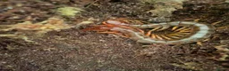 Mixed Breed invertebrates for sale: Mixed Centipede, mantis, and spiders  - Advert 12