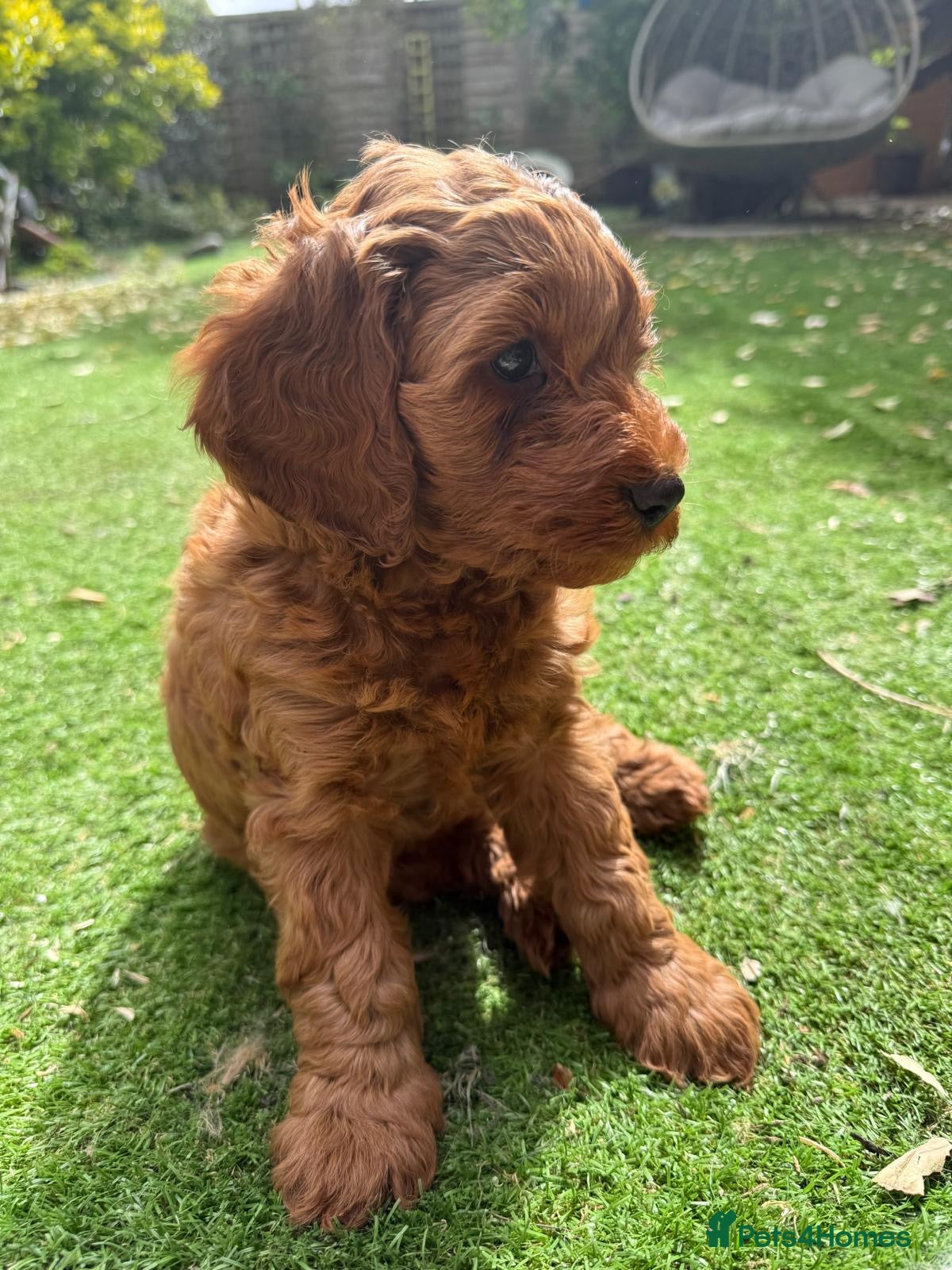 Cavapoo dogs Beautiful puppies  Cavapoo F1b - Advert 16
