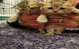 British Shorthair cats for sale: Beautiful golden shaded/ticked kittens - Image 2