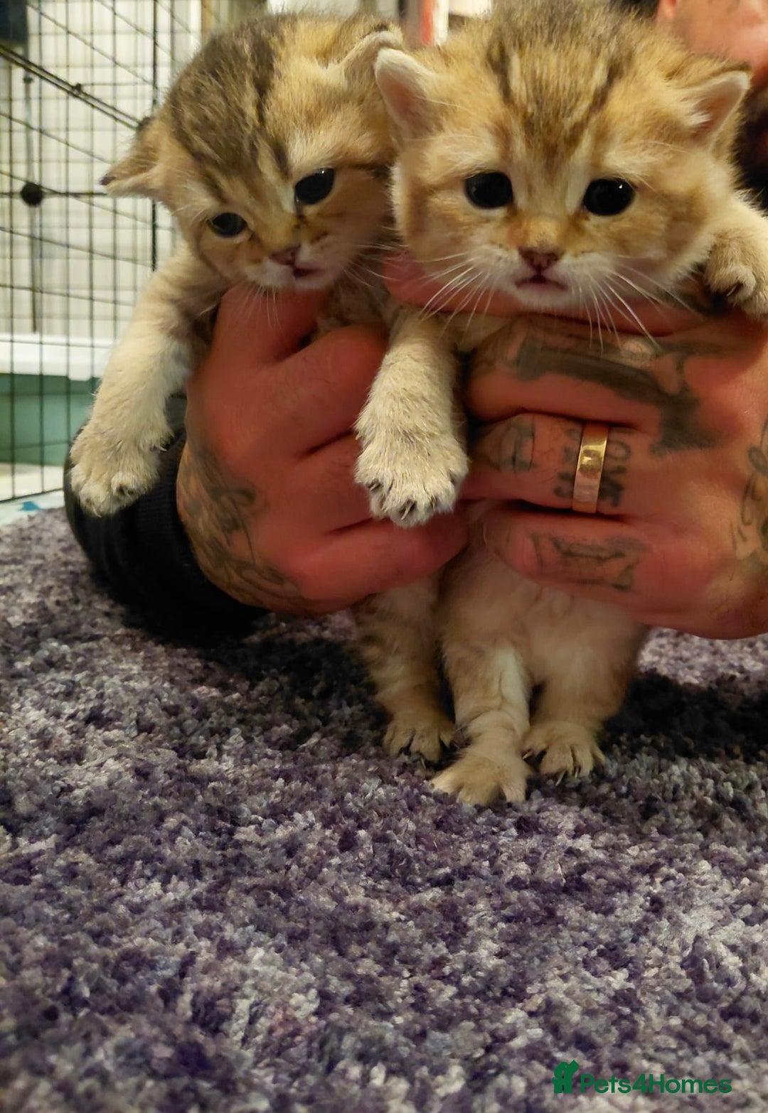 British Shorthair cats for sale: Beautiful golden shaded/ticked kittens - Image 2