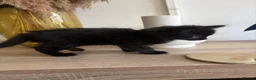 Maine Coon cats for sale: Beautiful Bundles of Joy 🐾 - Advert 10
