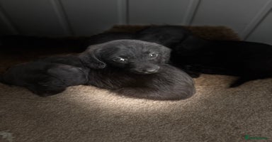 Doxiepoo dogs - Advert 1