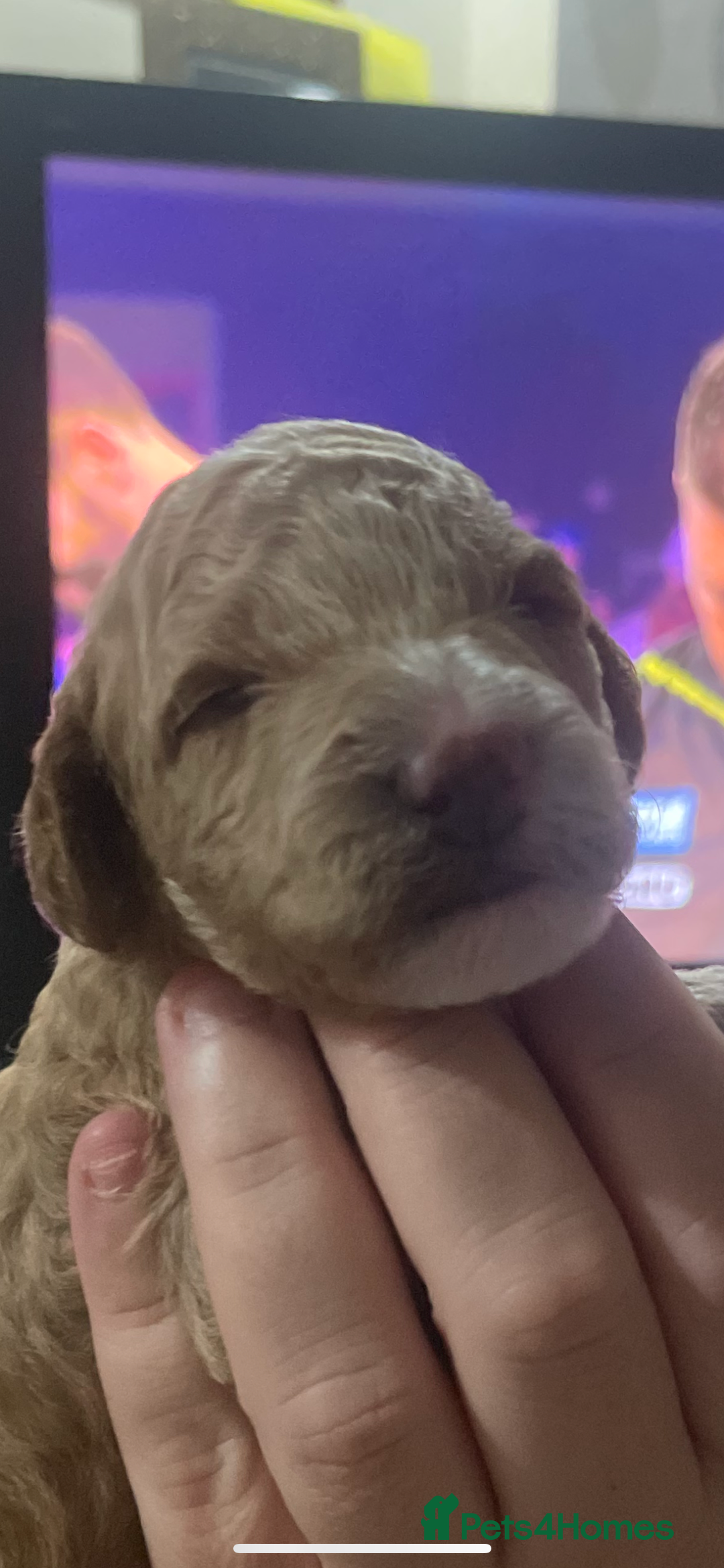 Cockapoo dogs for sale: F1b cockapoo puppies  - Image 4