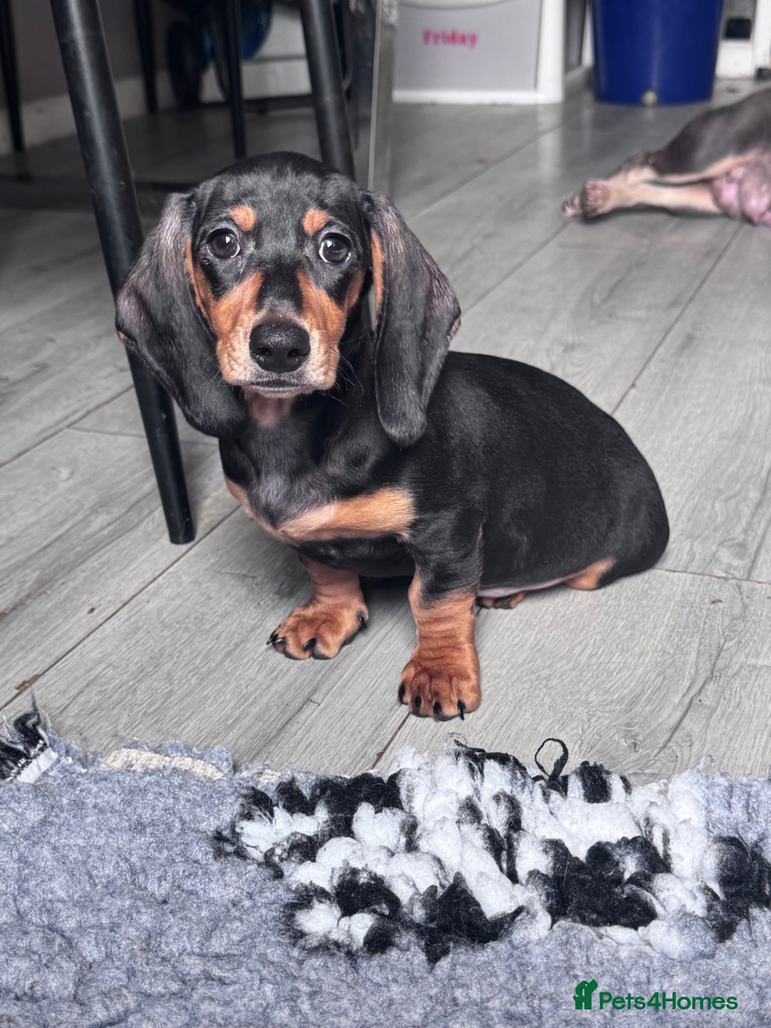 Miniature Dachshund dogs LAST GIRL !!!!REDUCED!!!!!mini smoothe dachshund - Advert 9