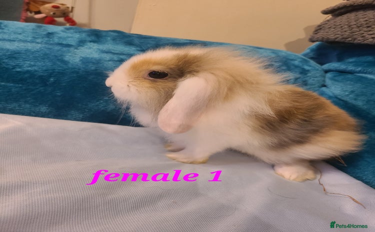Mini Lion Lop rabbits - Advert 2