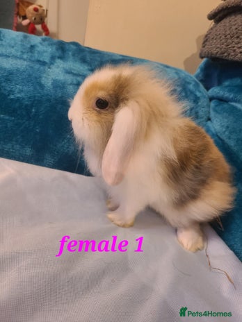 Mini Lion Lop rabbits - Advert 2