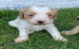 Cavapoo dogs for sale: Cavapoo Puppies - Image 8