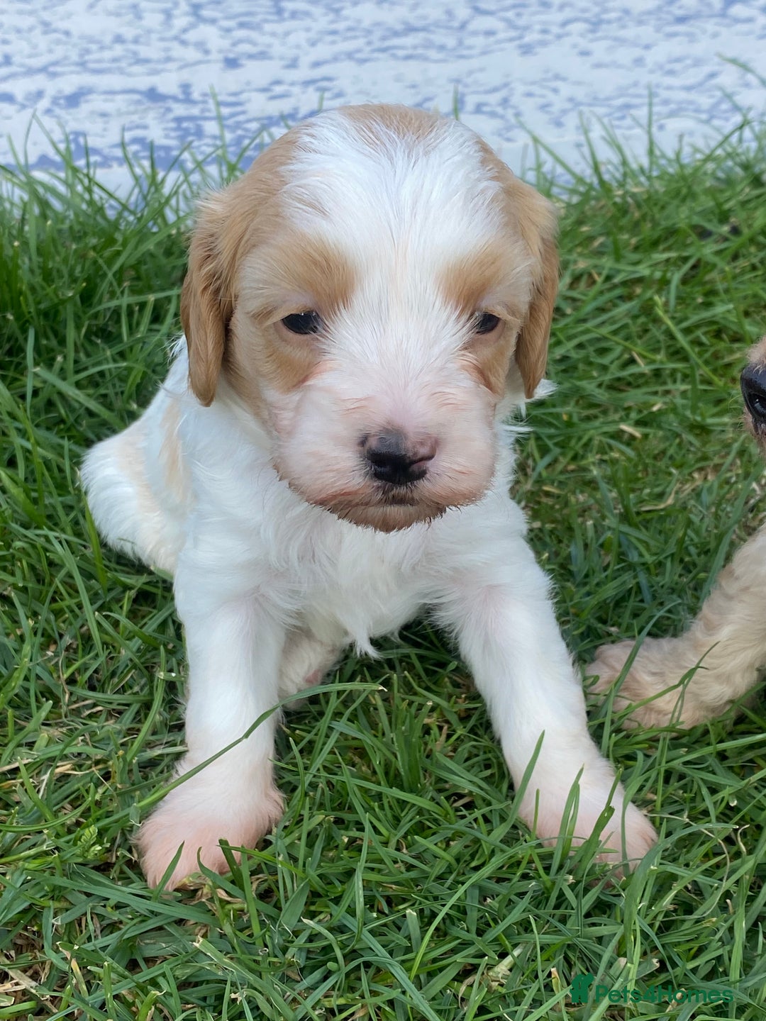 Cavapoo dogs for sale: Cavapoo Puppies - Image 8