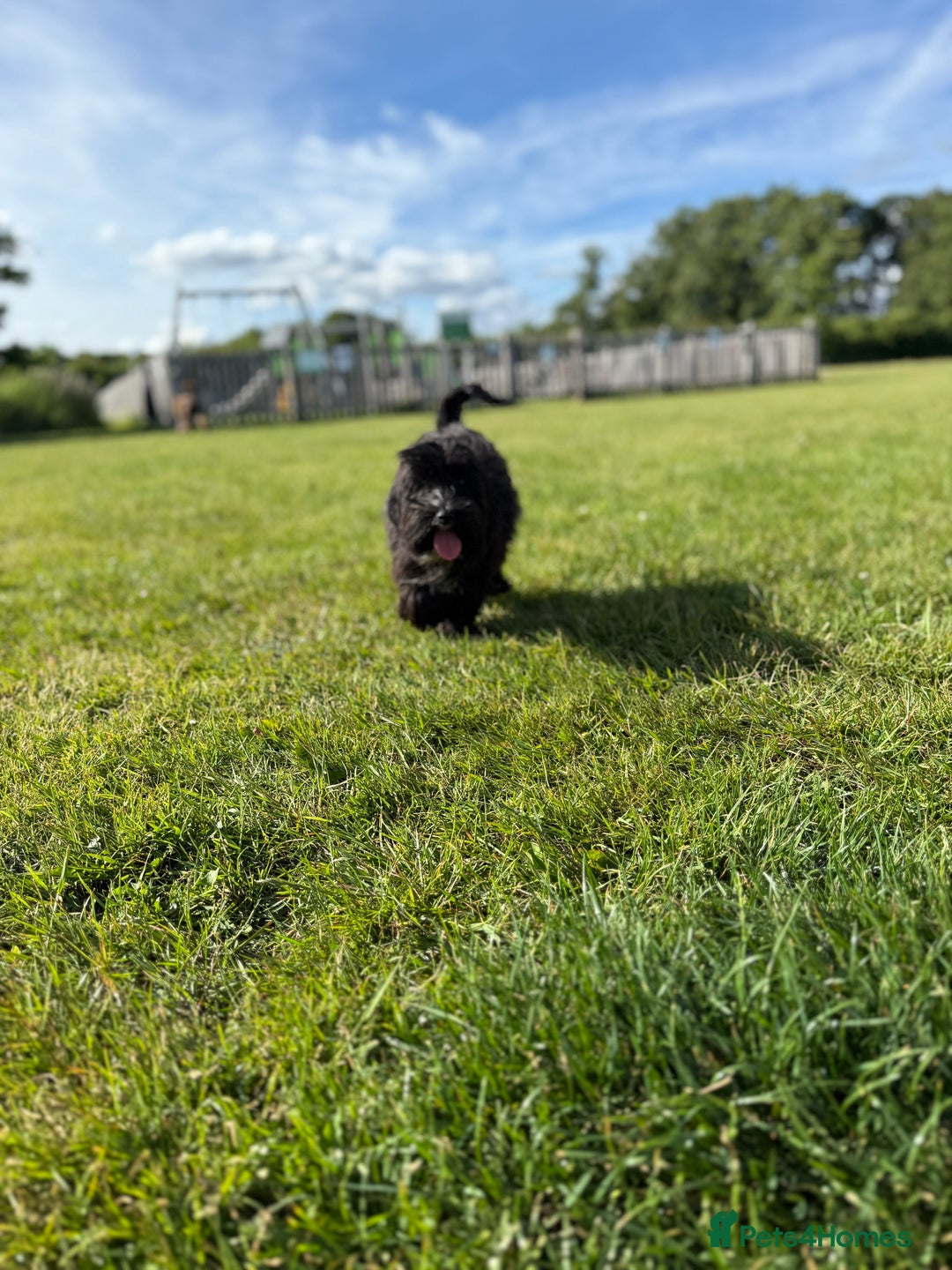 Mixed Breed dogs for sale: Millie 11month old yorkie x cockapoo - Image 4