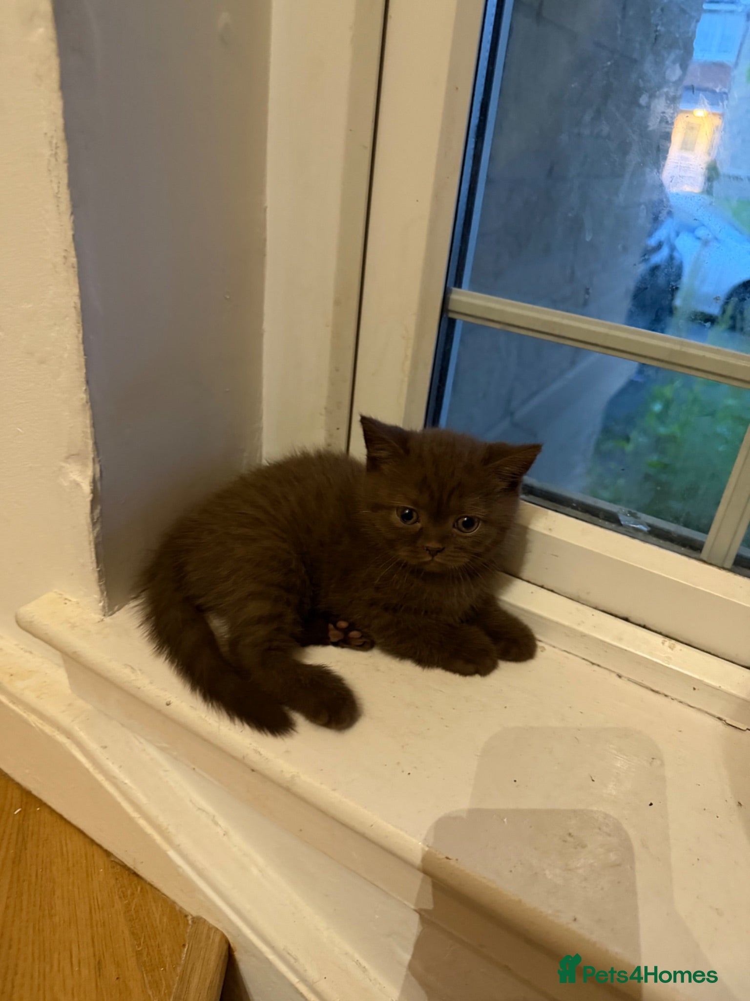 British Shorthair cats 6 Pure British Shorthair Kittens Ready to Reserve - Advert 2